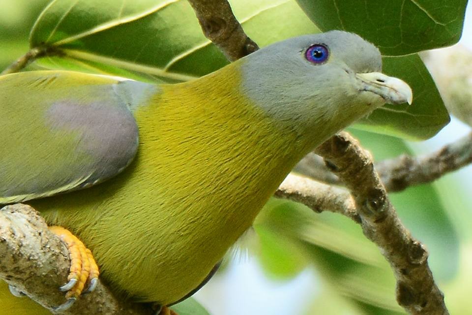 Yellow-footed Green-Pigeon - ML156162531