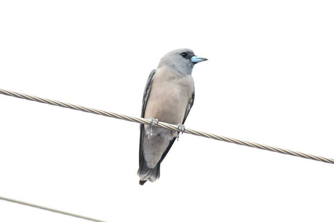 Ashy Woodswallow - ML156162821