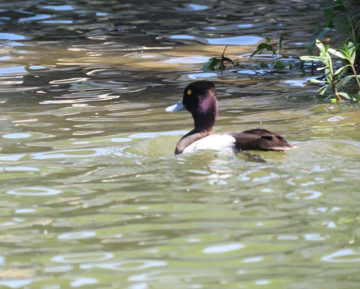 Lesser Scaup - ML156163731