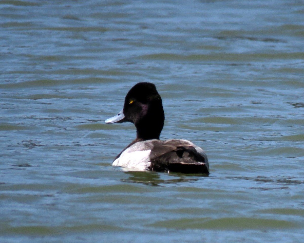 Lesser Scaup - ML156163741