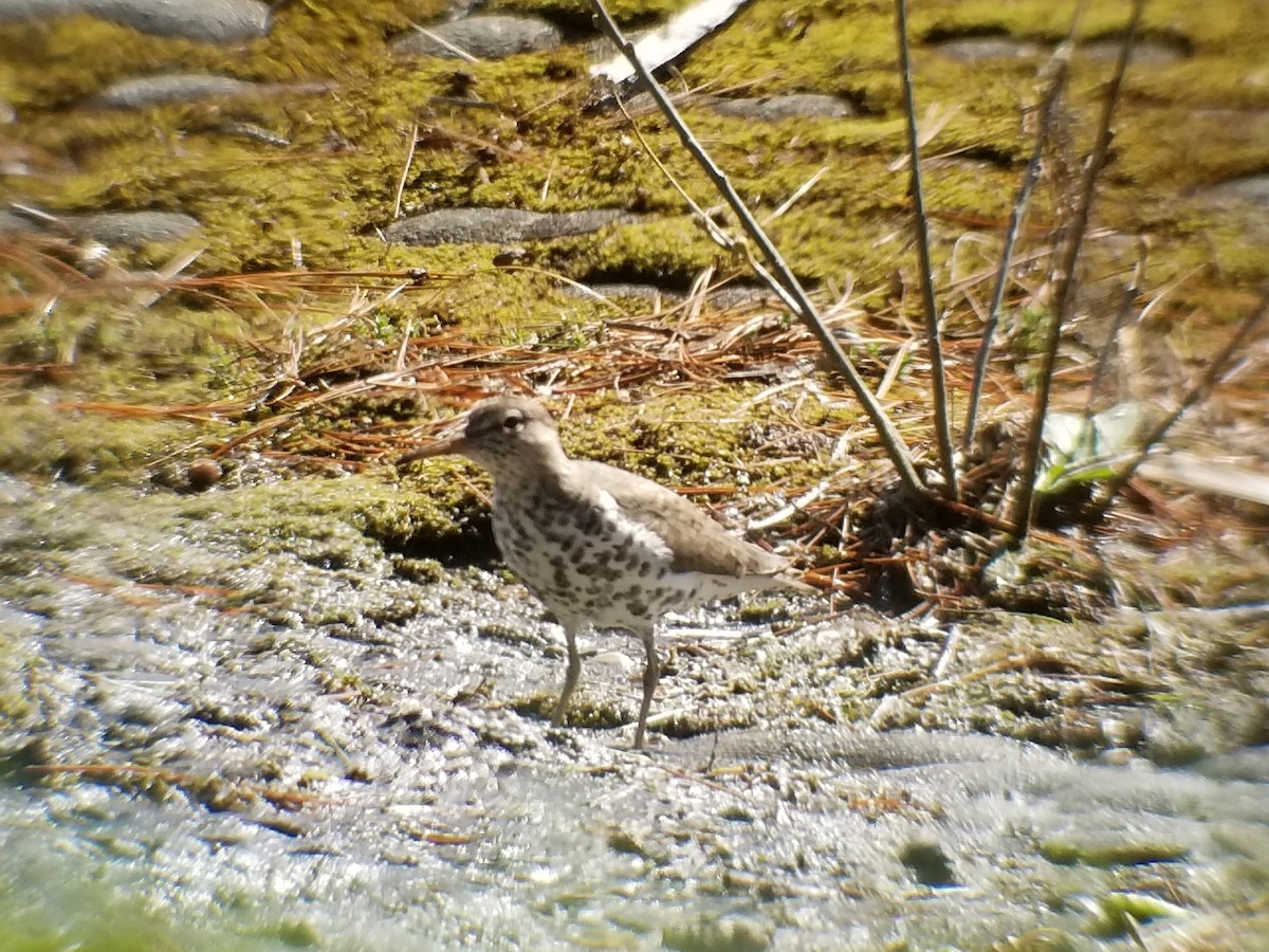 Spotted Sandpiper - ML156164421