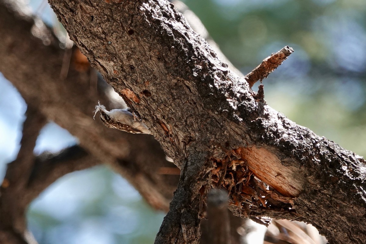 Brown Creeper - ML156164631