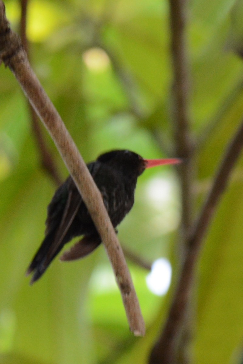 kolibřík červenozobý/černozobý - ML156164701