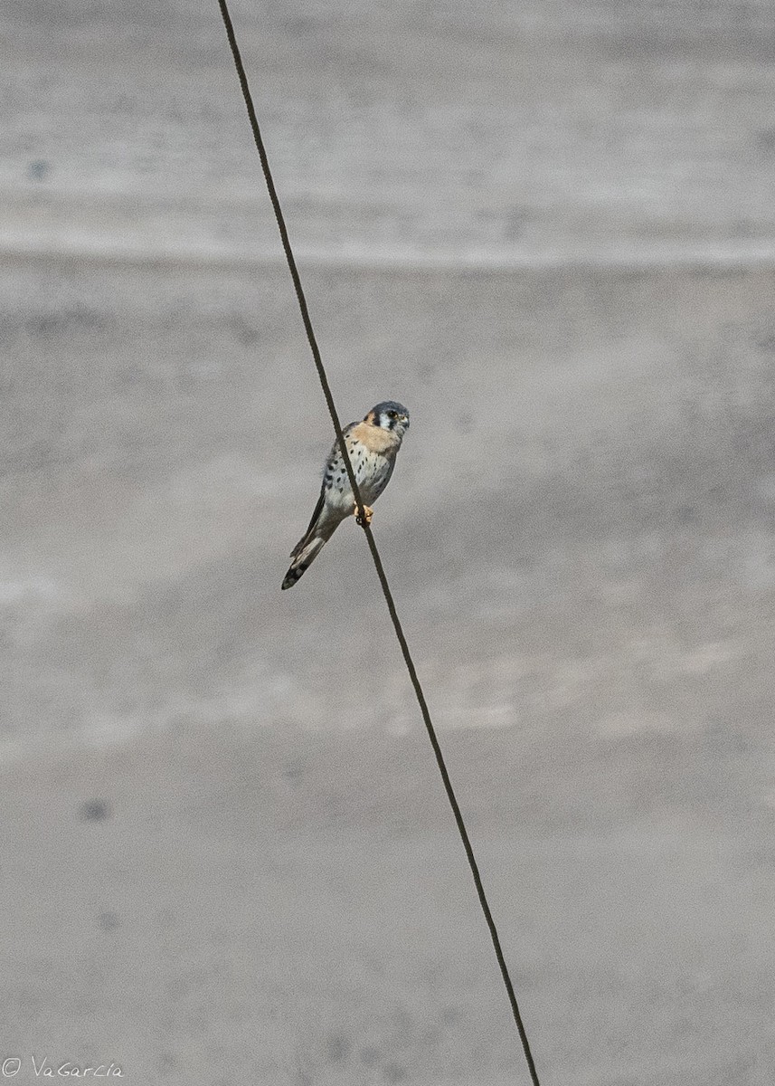 American Kestrel - ML156167391