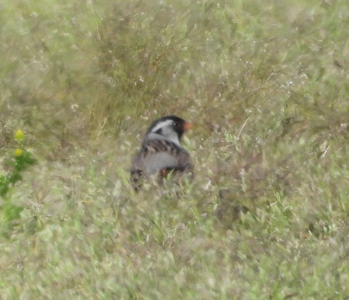 Harris's Sparrow - Dale Floer