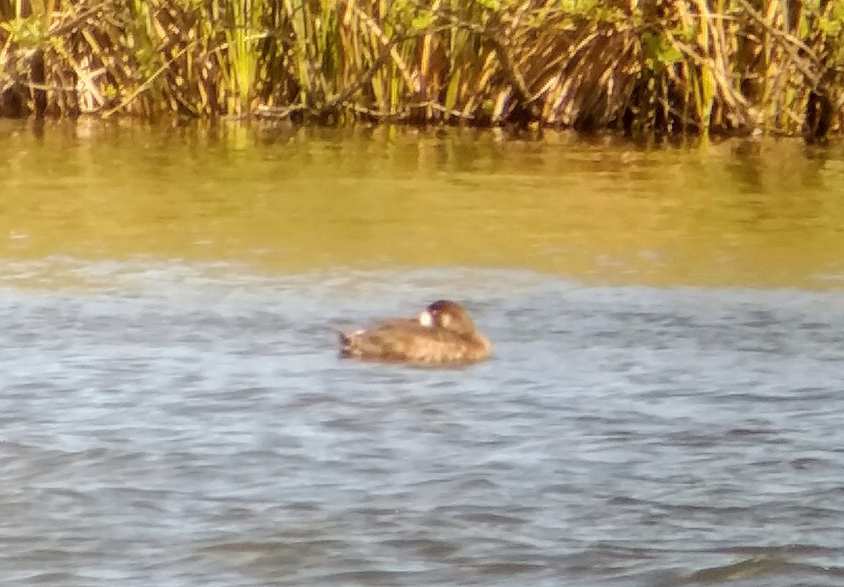 Greater Scaup - ML156168941