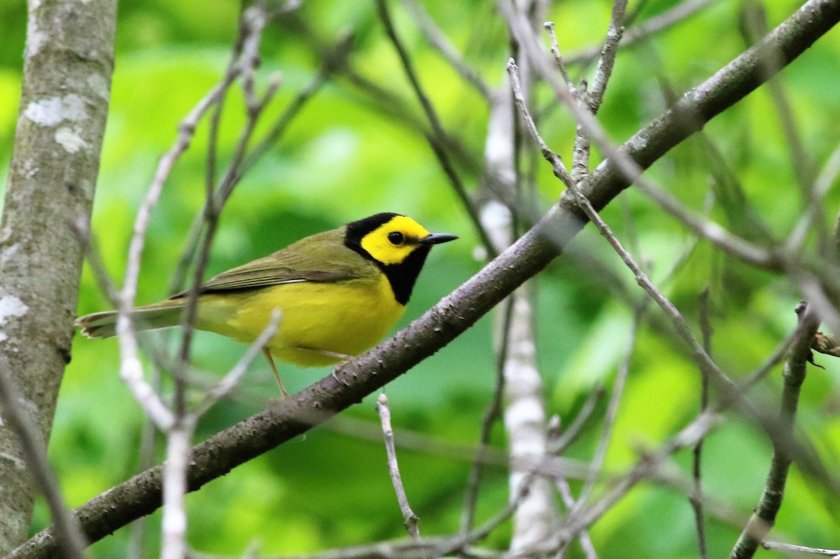 Hooded Warbler - Ronald Goddard