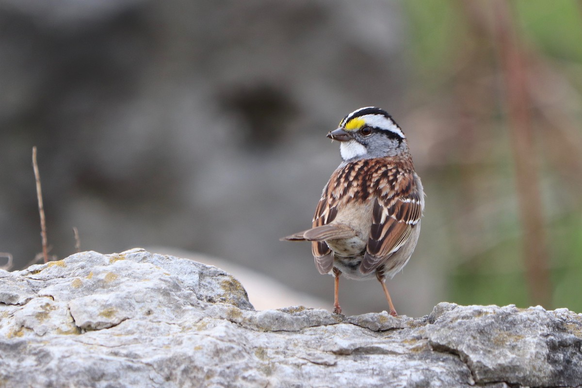 White-throated Sparrow - ML156170021
