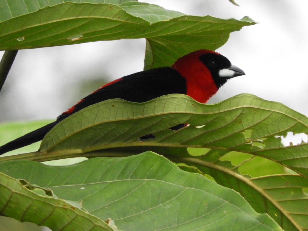 Masked Crimson Tanager - ML156170711