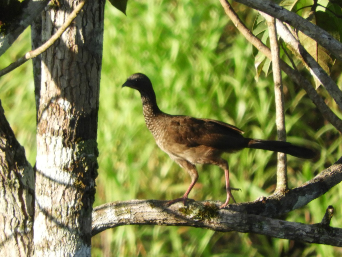 Speckled Chachalaca - ML156171421