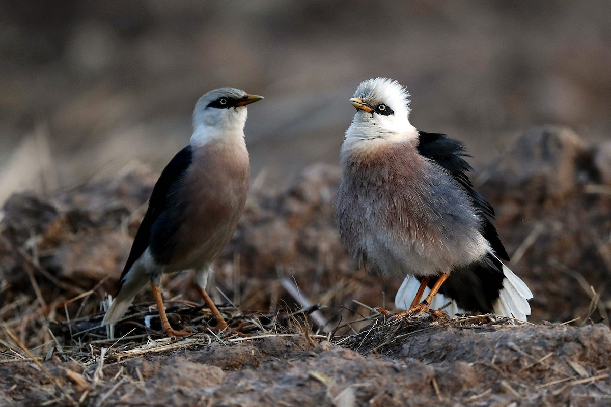 Vinous-breasted Myna - 独行虾 Bird.soong