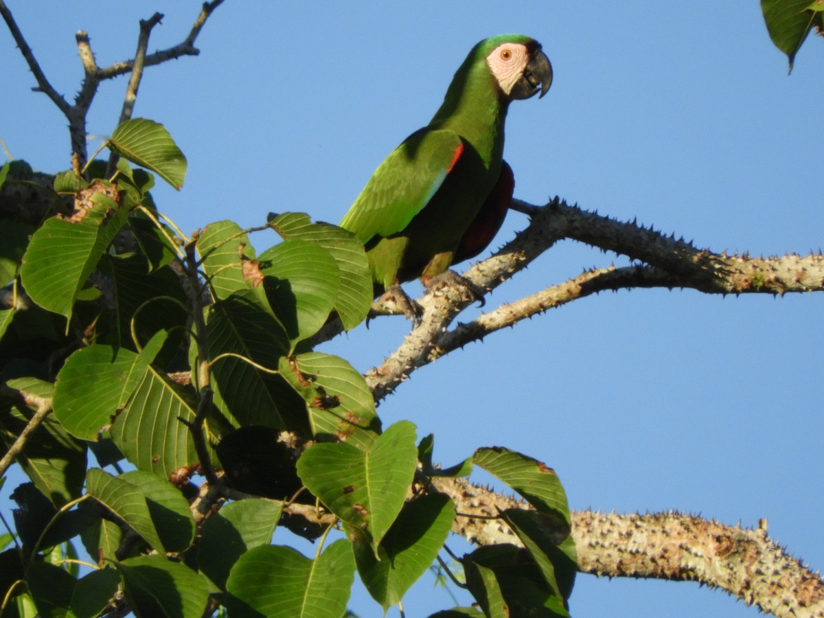 Chestnut-fronted Macaw - ML156173911
