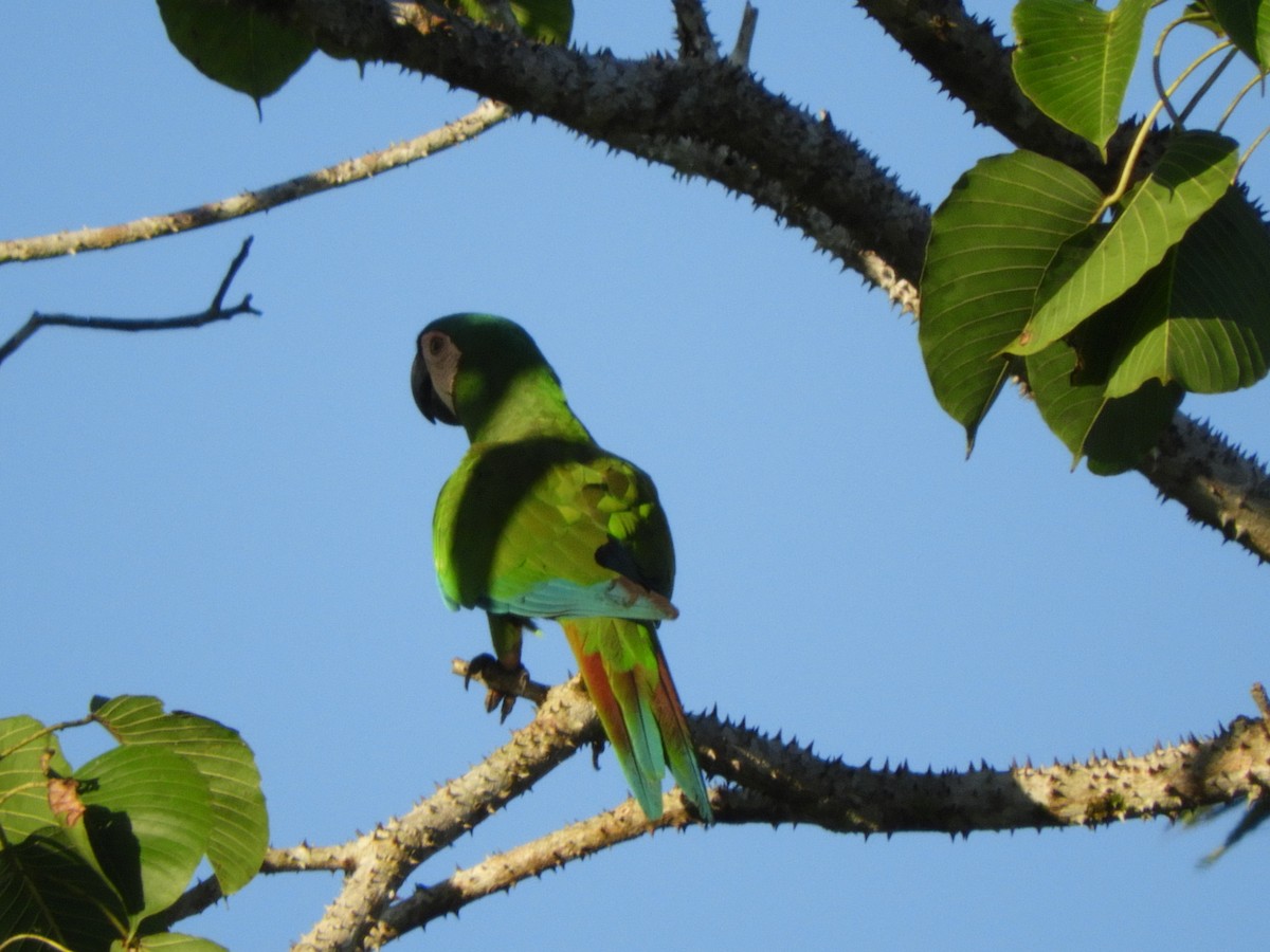 Chestnut-fronted Macaw - ML156173961