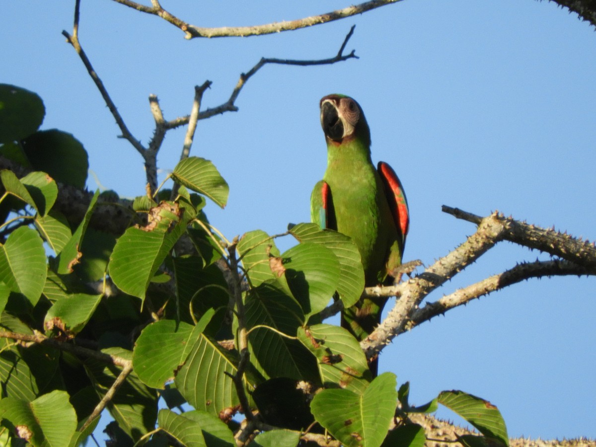 Chestnut-fronted Macaw - ML156173991