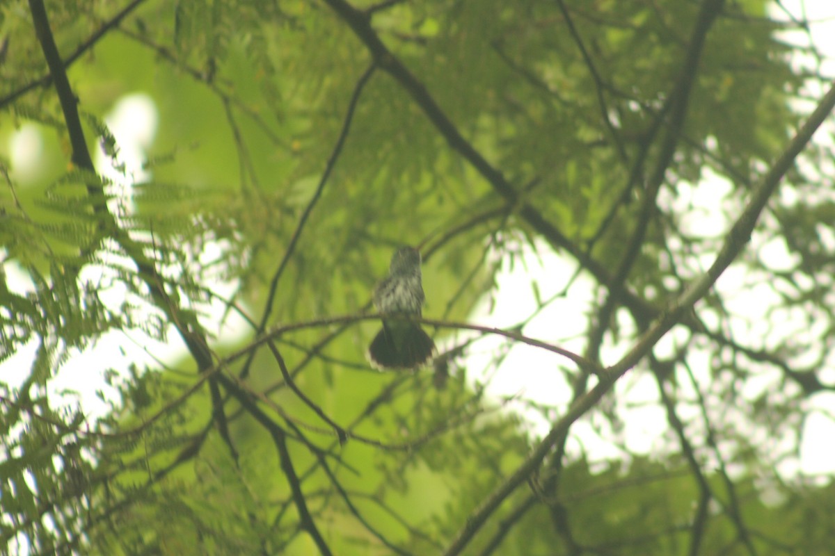 Gray-breasted Sabrewing - ML156174271