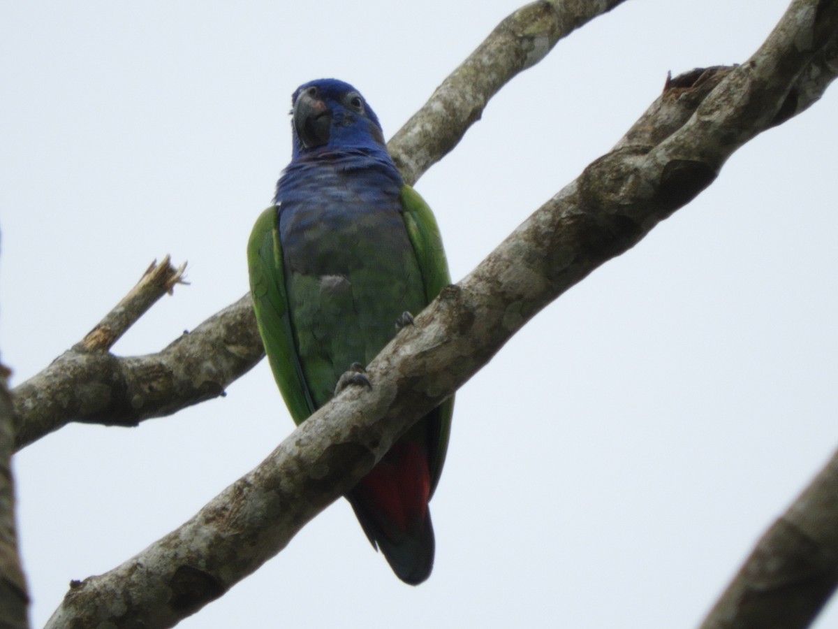 Blue-headed Parrot - ML156174721