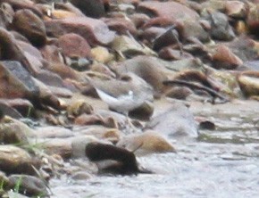 Spotted Sandpiper - Alejandro Mendoza