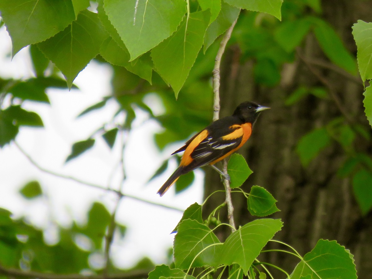 Baltimore Oriole - ML156176281