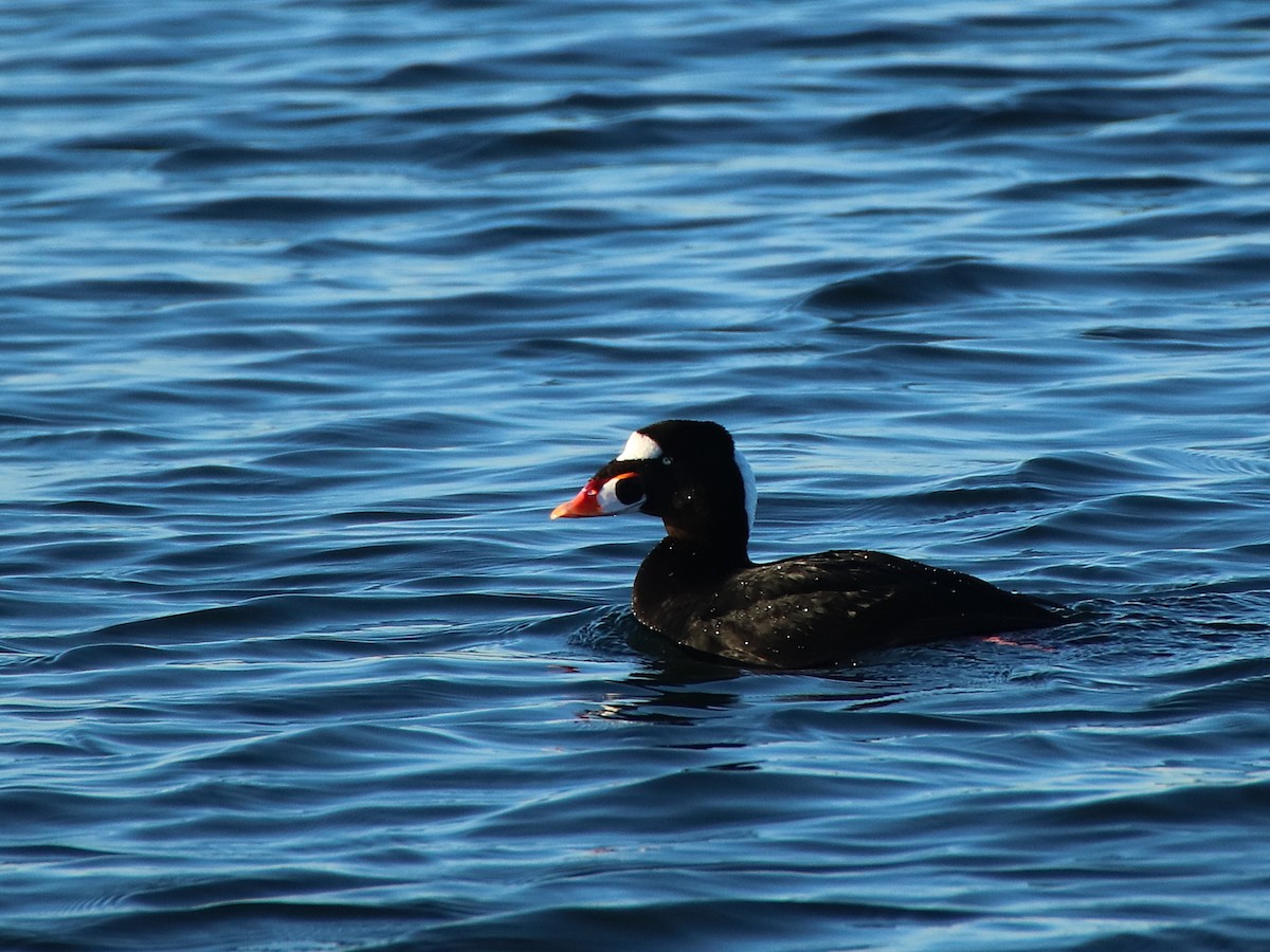 Surf Scoter - Silvio Paul