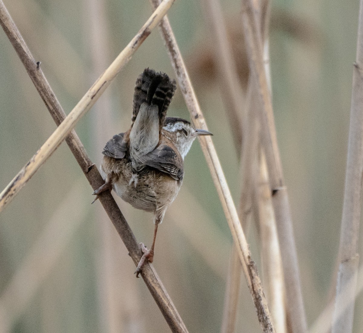 Marsh Wren - ML156180231