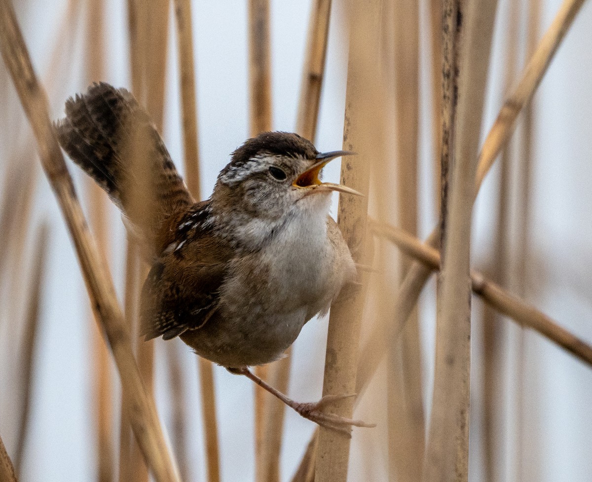 Marsh Wren - ML156180251