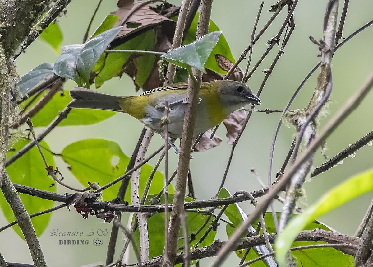 Ashy-throated Chlorospingus - ML156180531