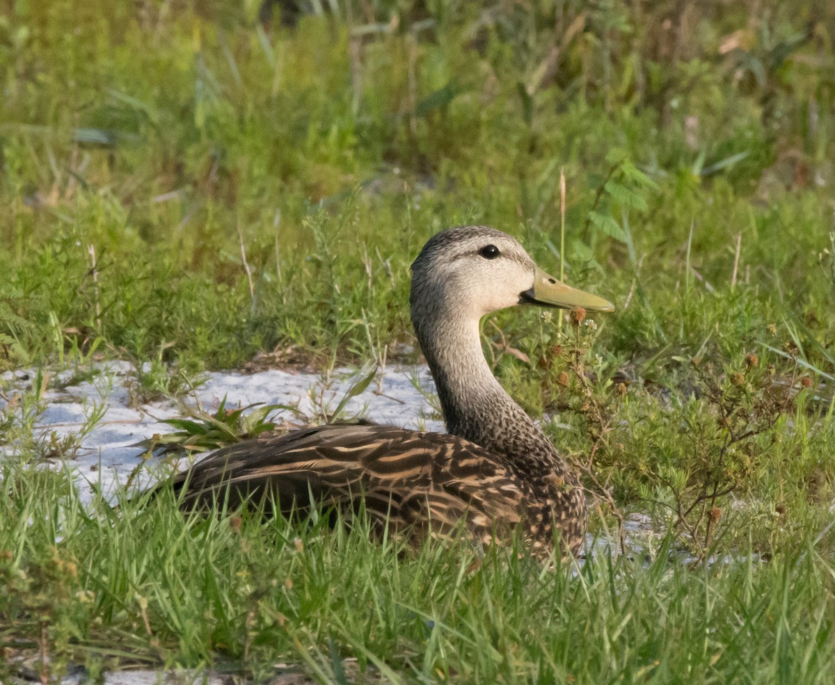 Canard brun - ML156181221