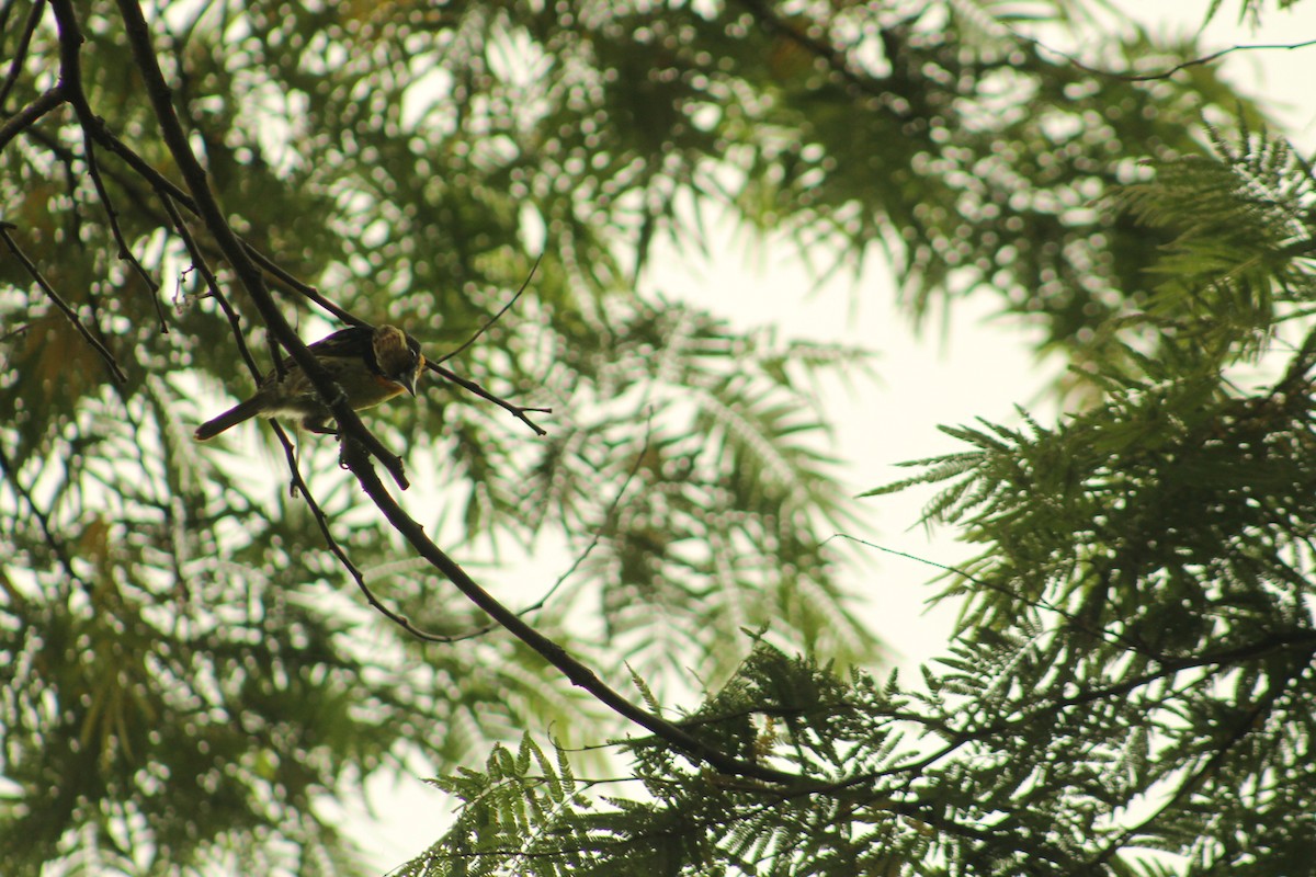 Gilded Barbet - ML156181551