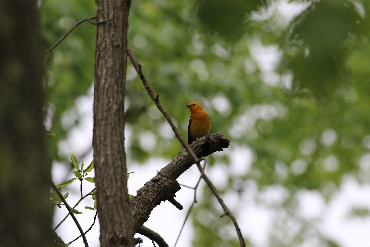 Prothonotary Warbler - ML156181911