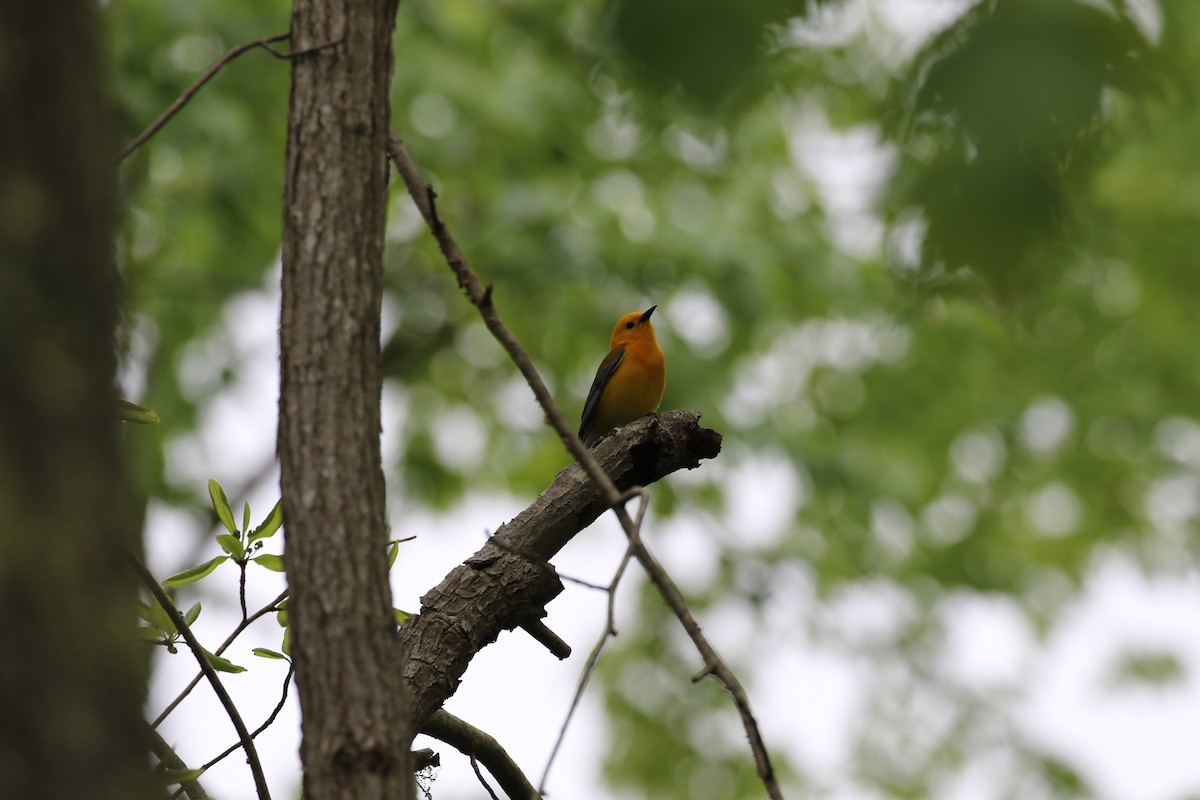 Prothonotary Warbler - ML156181921