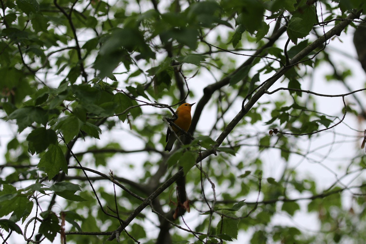Prothonotary Warbler - ML156182011