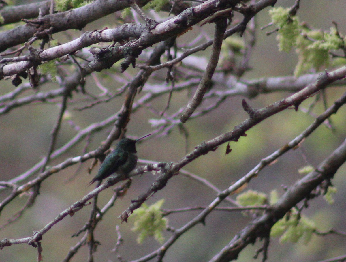 Ruby-throated Hummingbird - ML156182491