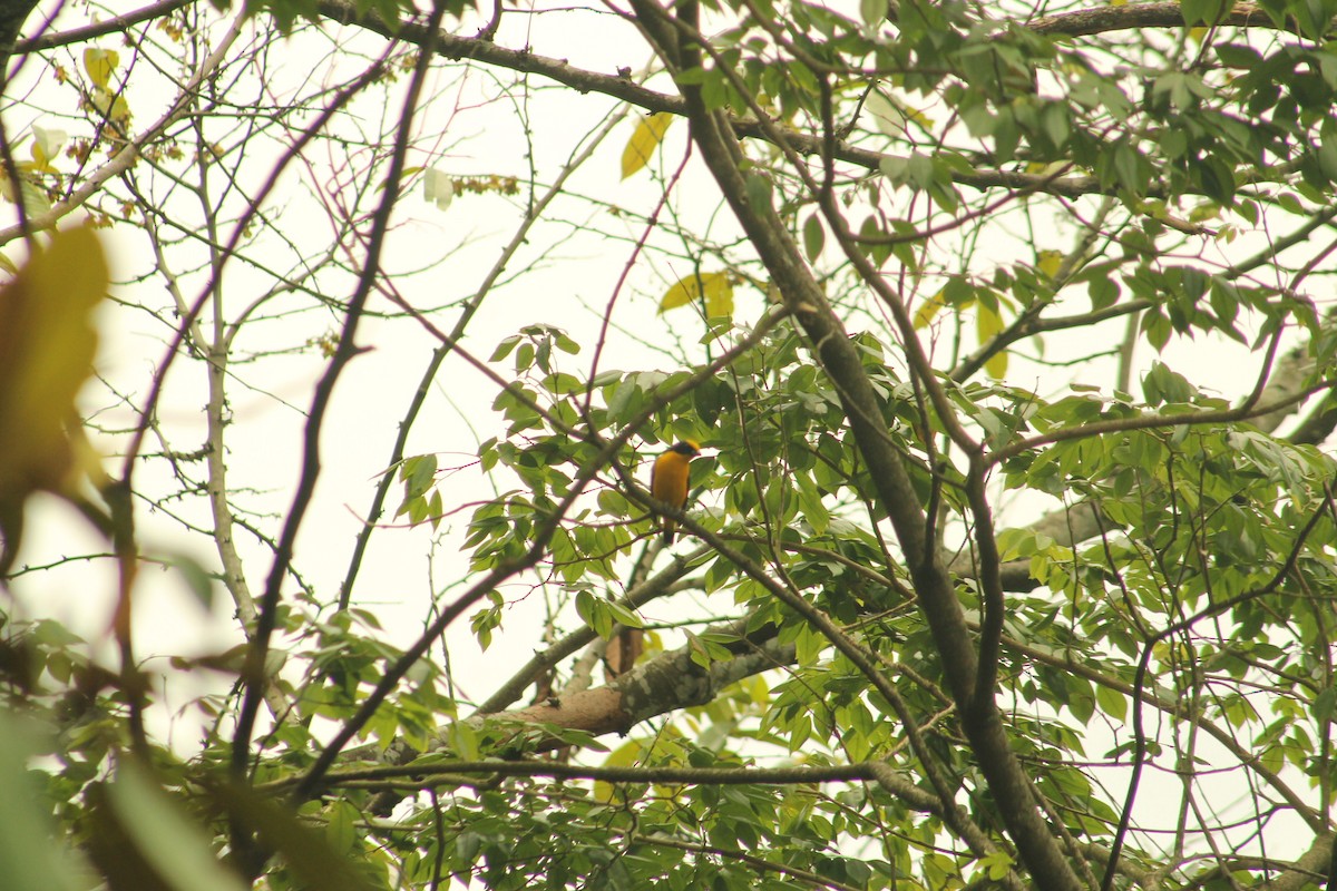 Thick-billed Euphonia - ML156182711