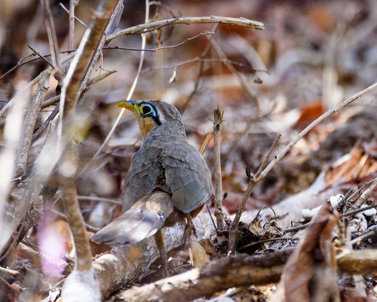 Lesser Ground-Cuckoo - ML156182821