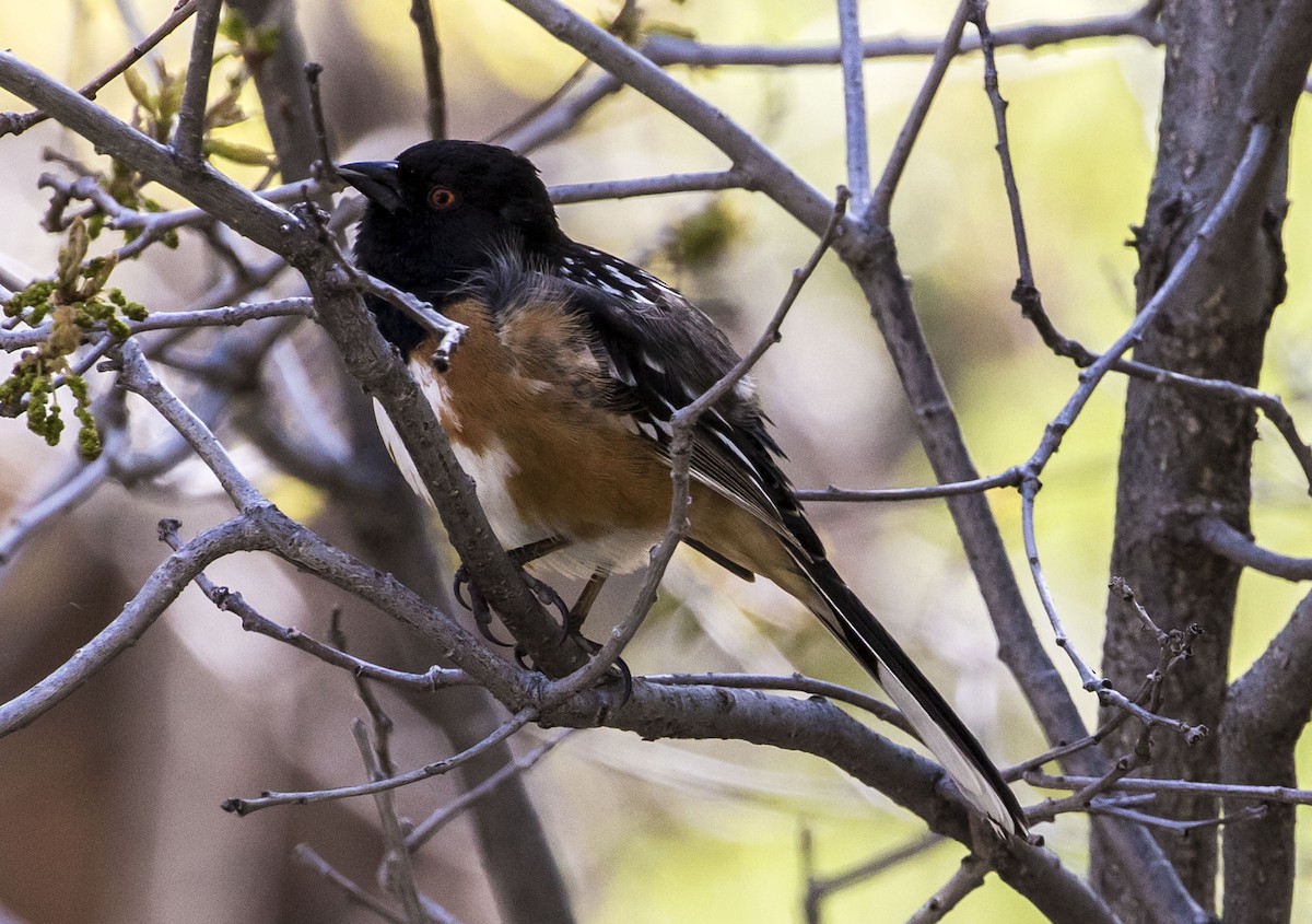 Spotted Towhee - ML156183701