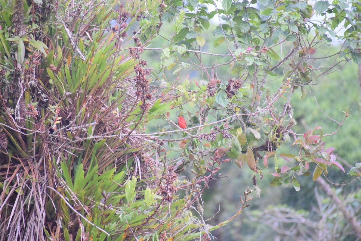 Summer Tanager - ML156187481