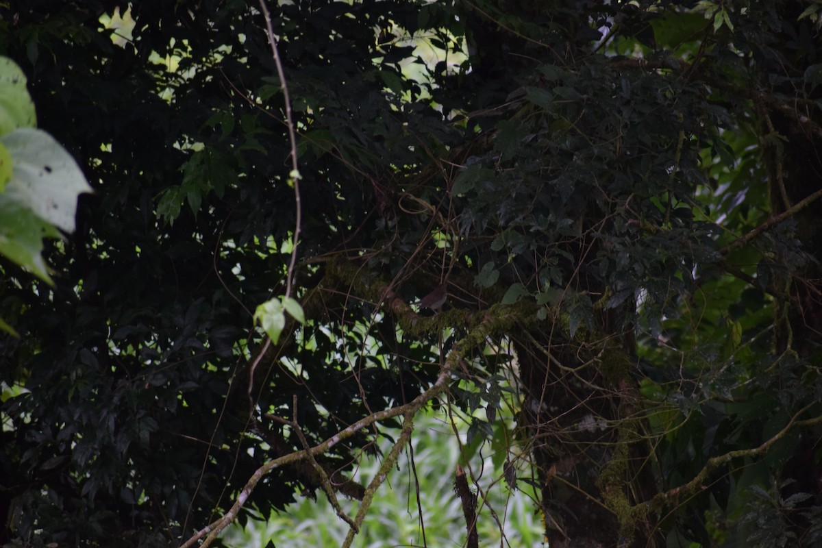 Swainson's Thrush - ML156187991