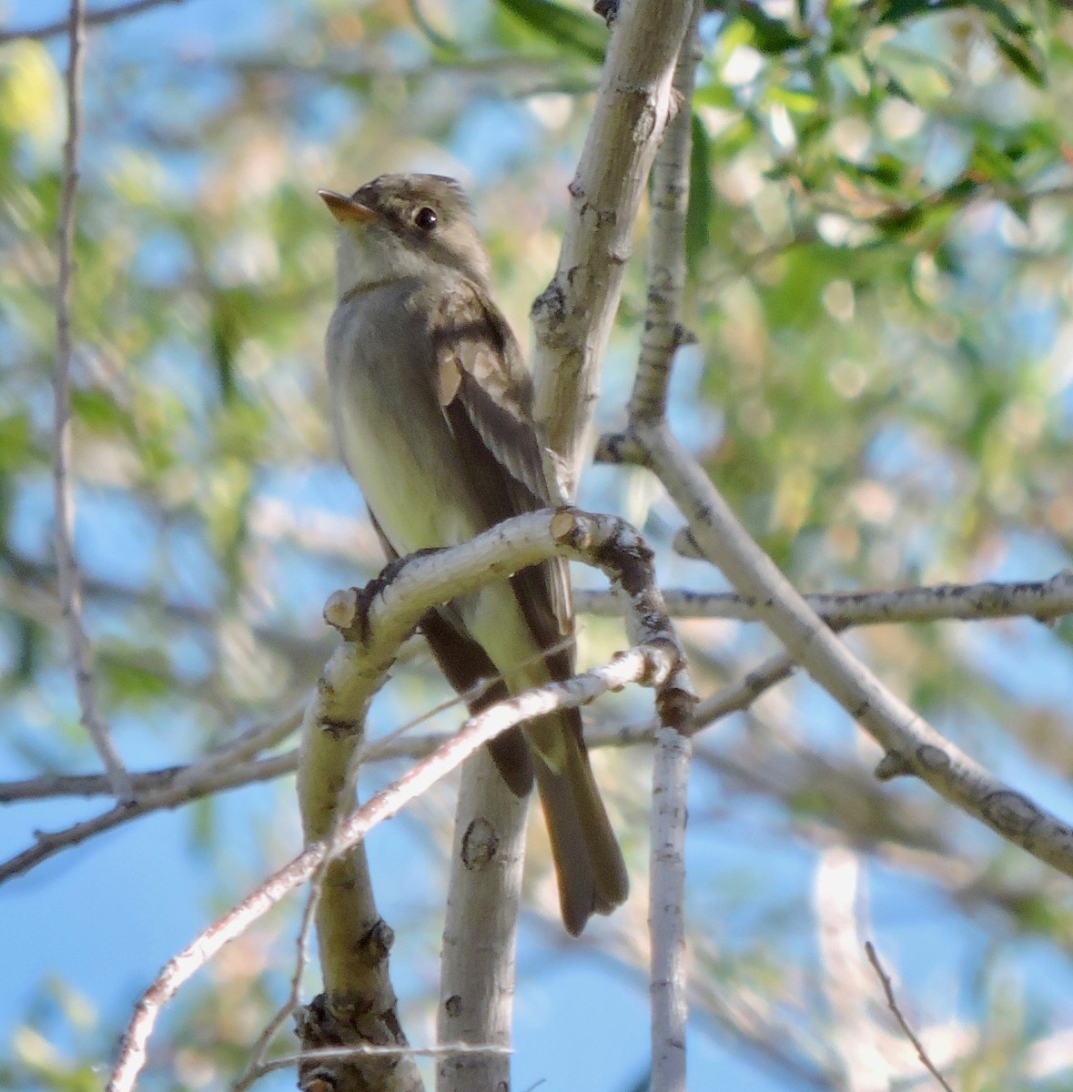 Western Wood-Pewee - ML156188411