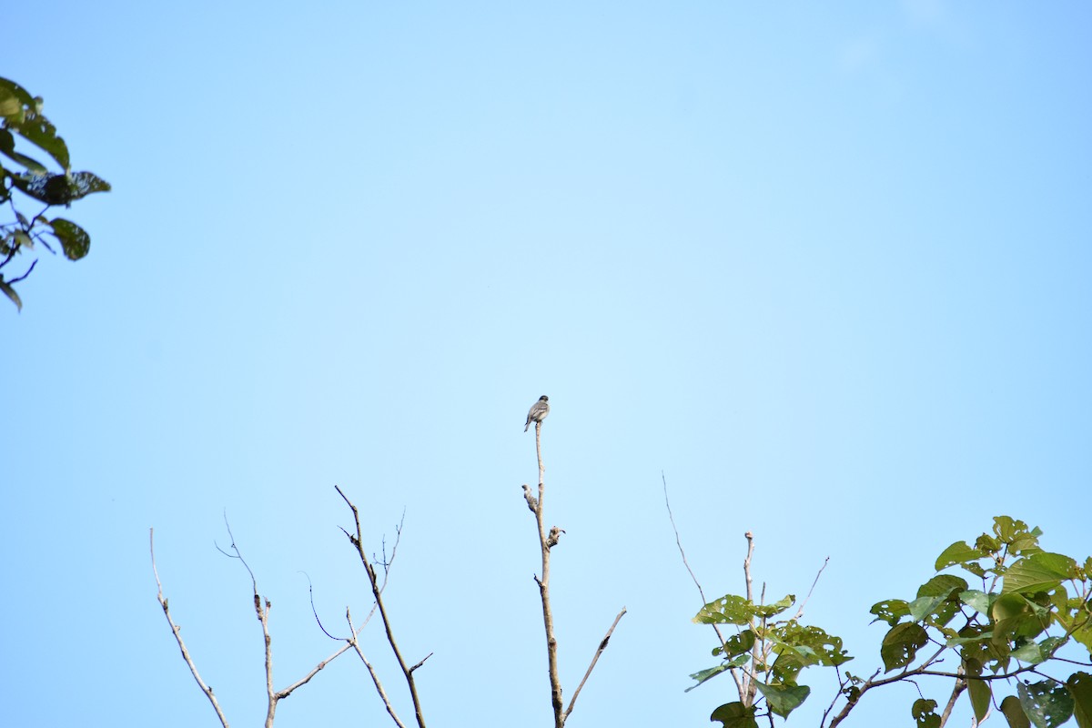 Eastern Wood-Pewee - ML156188601