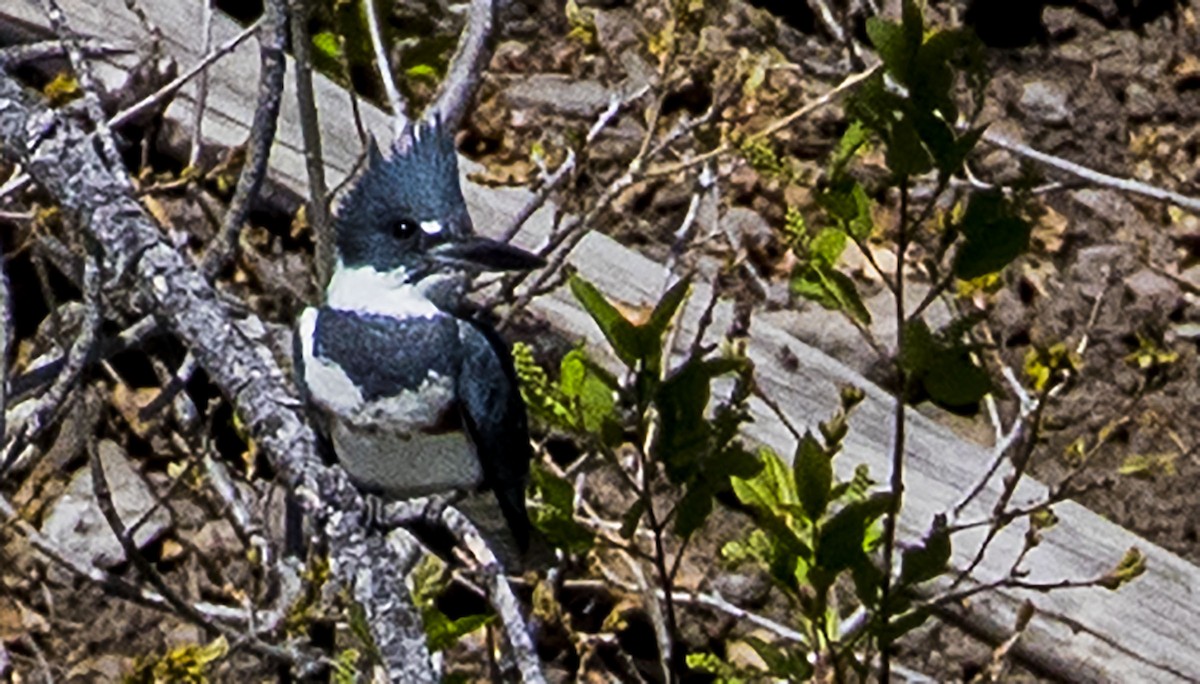 Belted Kingfisher - Jason Lott