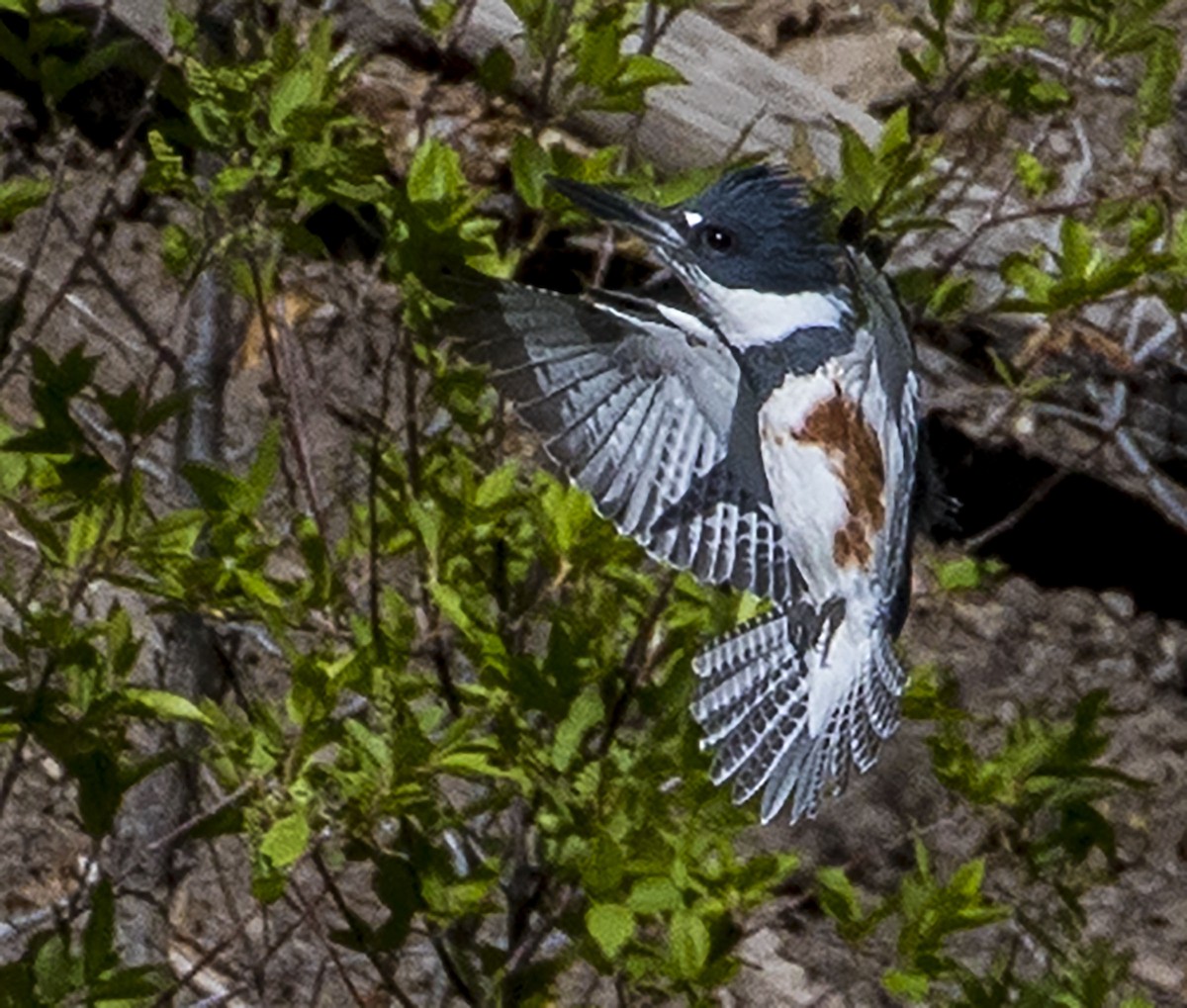 Belted Kingfisher - Jason Lott