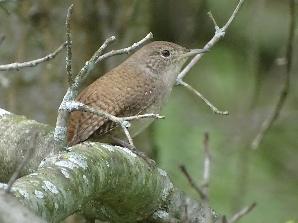 House Wren - ML156189601