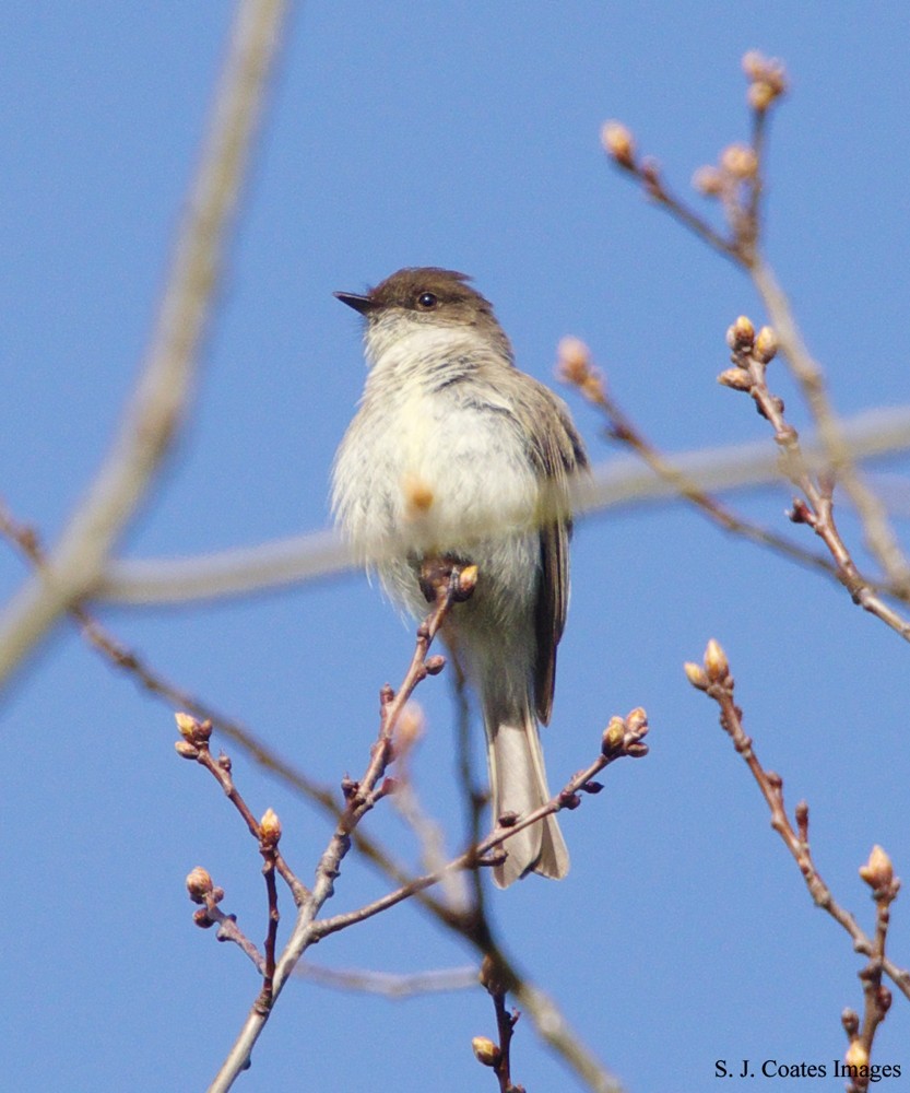 Eastern Phoebe - ML156189691