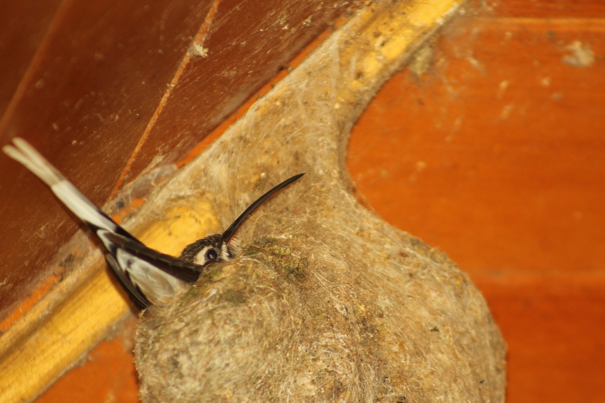 Pale-bellied Hermit - ML156195251