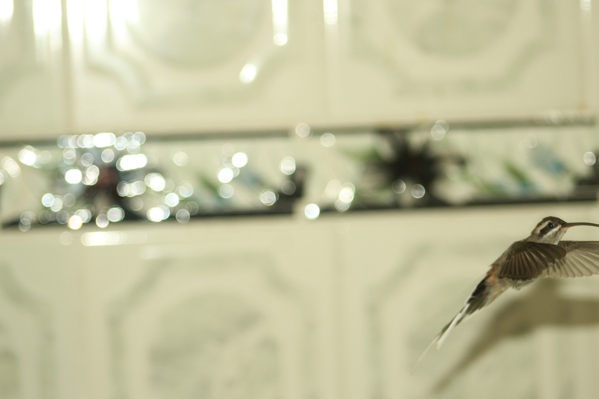Светлобрюхий колибри-отшельник - ML156195311