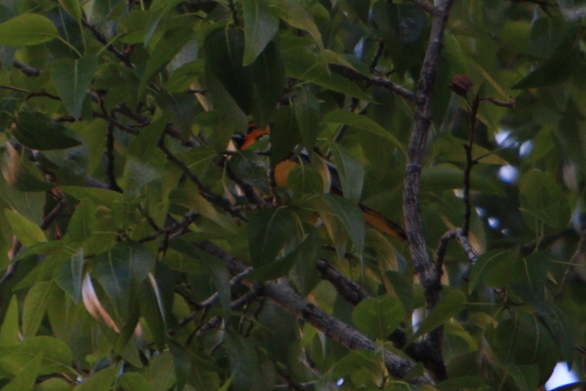 Bullock's Oriole - ML156195561