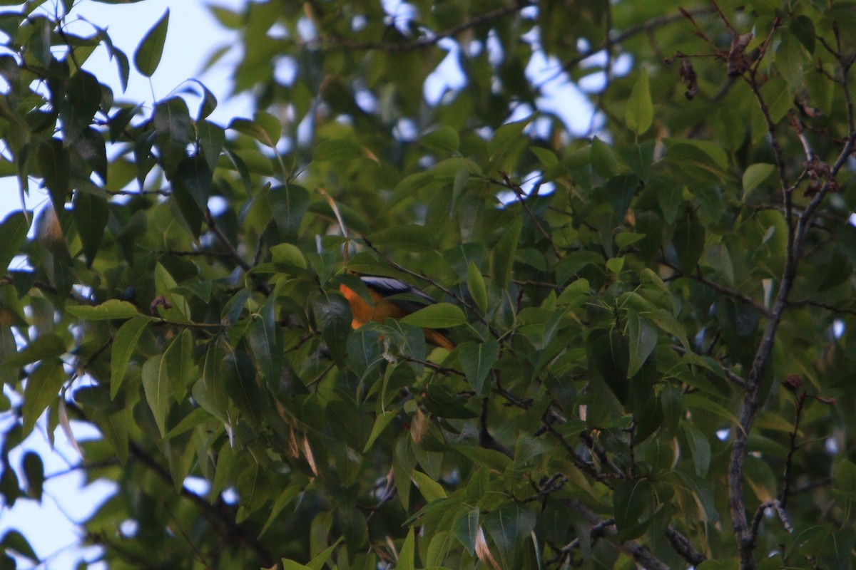 Oriole de Bullock - ML156195611