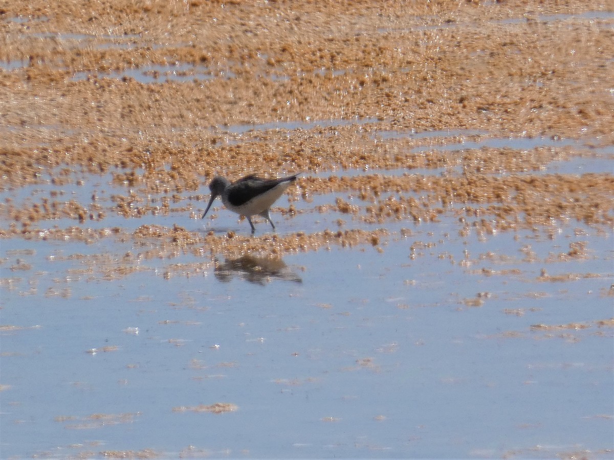 Common Greenshank - ML156195861