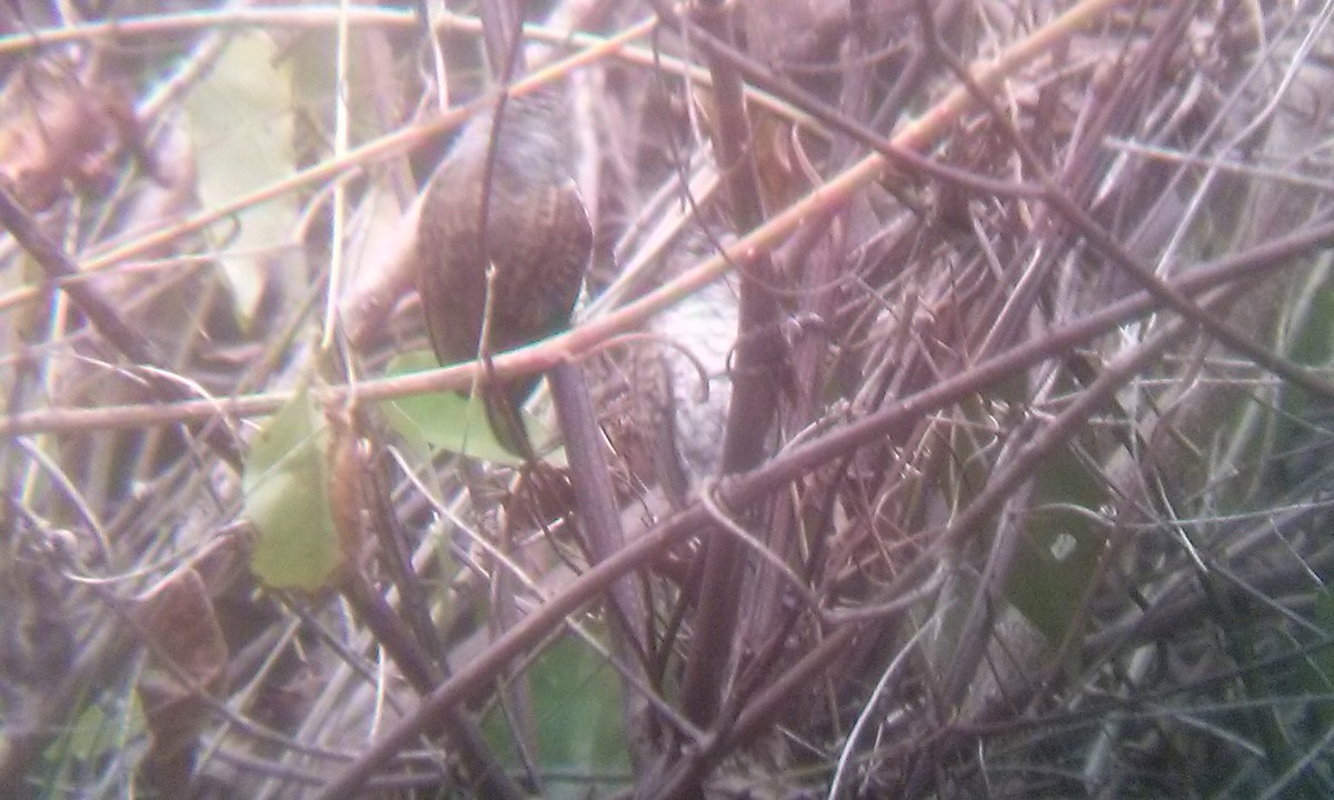 Scaled Piculet (Scaled) - Yaudimar Bermúdez