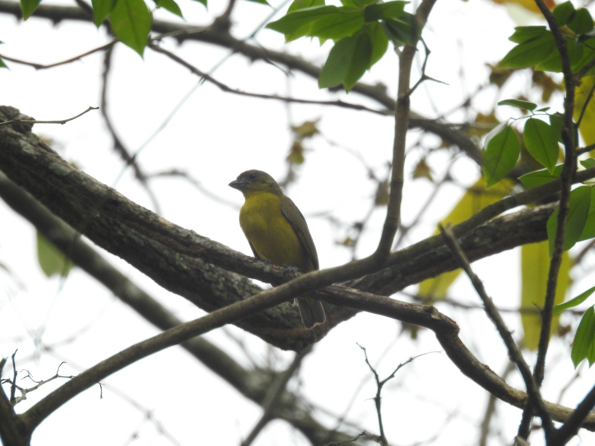 Thick-billed Euphonia - Julian Romero Vargas